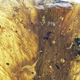 A section of the tail, preserved in amber alongside a beetle.